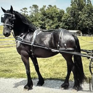 2018 Registered Friesian Mare Horse