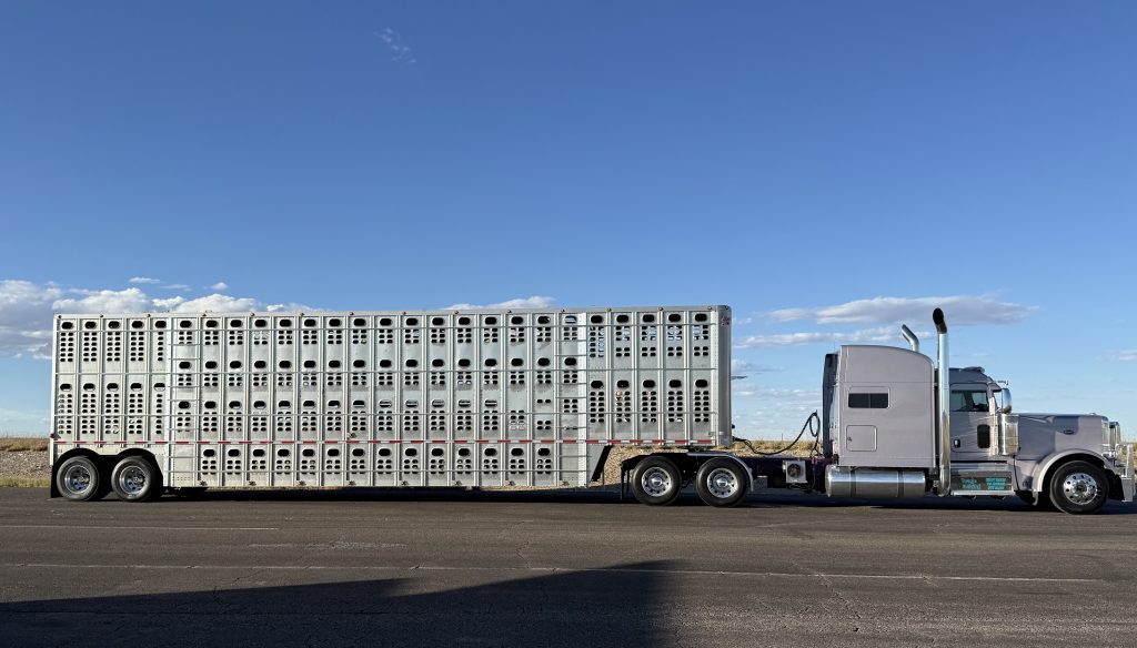 2022 Peterbilt 389 – Custom Paint - Image 3