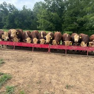 15 Purebred Hereford - Bulls