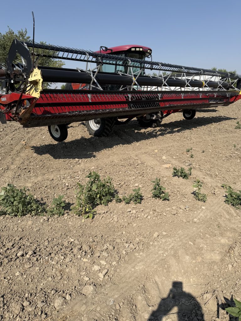 Case IH WD 1203 Swather